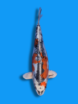 Beni Kikokuryu | Koi&Co.